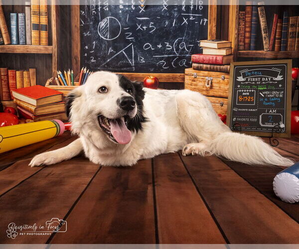 Medium Photo #7 Great Pyrenees-Unknown Mix Puppy For Sale in Houston, TX, USA