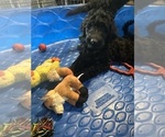 Small #3 Goldendoodle