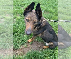 German Shepherd Dog-Unknown Mix Dogs for adoption in Kansas City, MO, USA