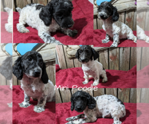Poodle (Miniature) Litter for sale in GOSHEN, IN, USA