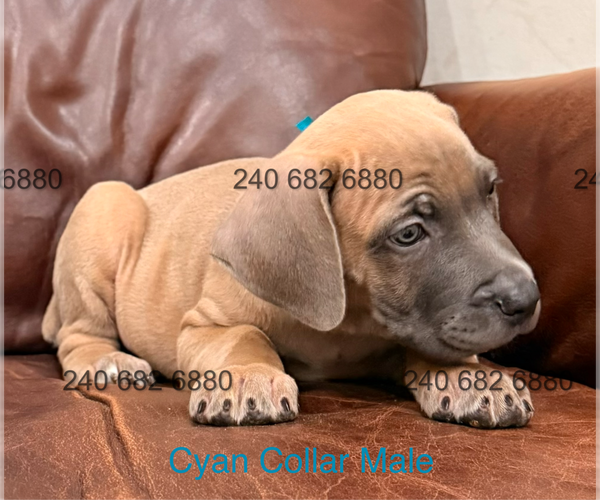 Medium Photo #21 Cane Corso Puppy For Sale in LA PLATA, MD, USA