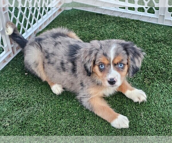 Medium Photo #4 Cavalier King Charles Spaniel-Miniature Australian Shepherd Mix Puppy For Sale in POMONA, CA, USA