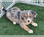 Small #3 Cavalier King Charles Spaniel-Miniature Australian Shepherd Mix
