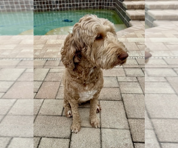 Medium Photo #1 Goldendoodle (Miniature) Puppy For Sale in INVERNESS, FL, USA