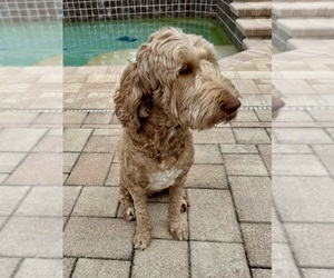 Mother of the Goldendoodle (Miniature) puppies born on 09/28/2025