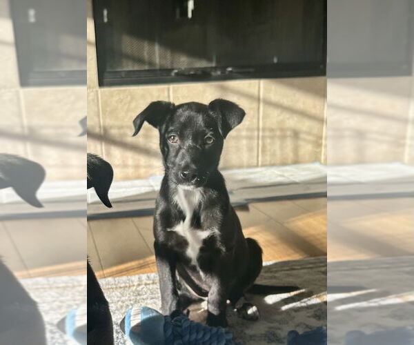 Medium Photo #3 Chihuahua-Unknown Mix Puppy For Sale in San Diego, CA, USA