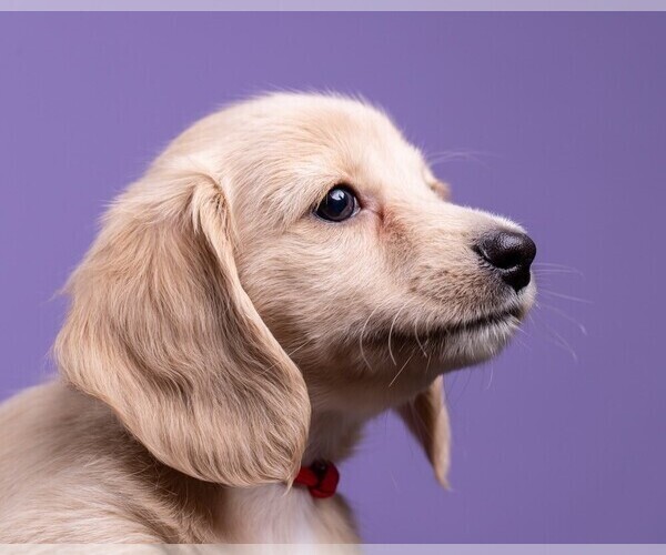 Medium Photo #40 Dachshund Puppy For Sale in CROWLEY, TX, USA
