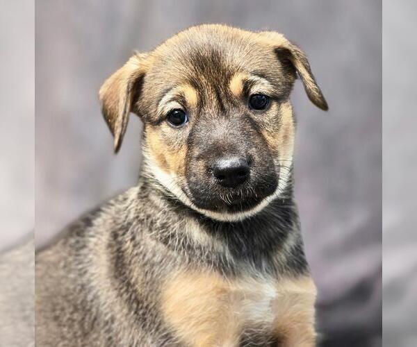 Medium Photo #1 Boxer-Unknown Mix Puppy For Sale in San Diego, CA, USA