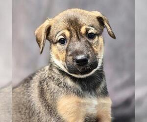 Boxer-Unknown Mix Dogs for adoption in San Diego, CA, USA