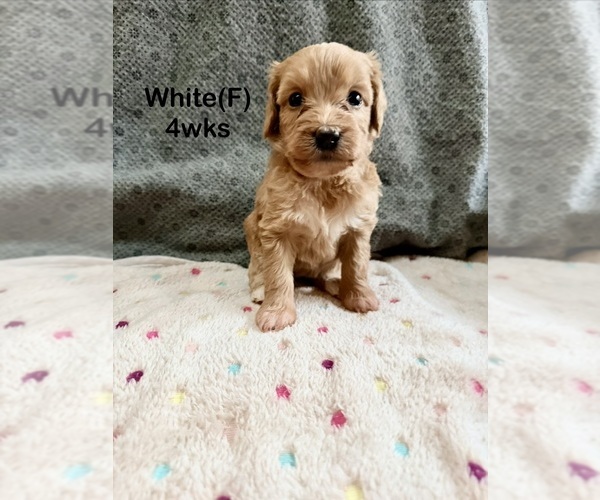 Medium Photo #10 Goldendoodle (Miniature) Puppy For Sale in ELBERT, CO, USA