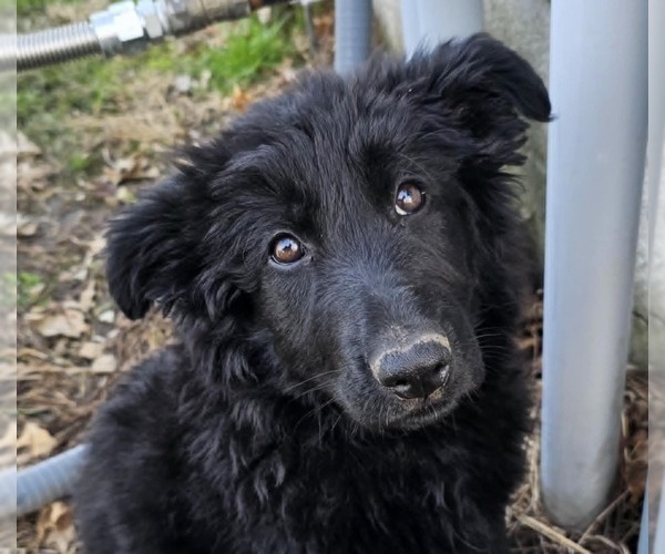 Medium Photo #2 German Shepherd Dog Puppy For Sale in JERSEYVILLE, IL, USA