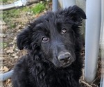 Small #1 German Shepherd Dog