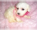 Small #1 Maltipoo (Toy)