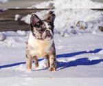 Small Photo #1 French Bulldog Puppy For Sale in RADCLIFF, KY, USA