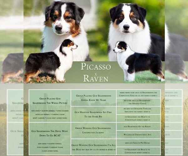 Medium Photo #2 Australian Shepherd Puppy For Sale in PROVIDENCE FORGE, VA, USA