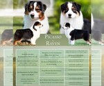 Small #1 Australian Shepherd