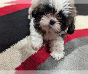 Shih Tzu Puppy for sale in HYATTSVILLE, MD, USA
