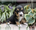 Image preview for Ad Listing. Nickname: Scout