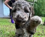Puppy 1 Poodle (Standard)