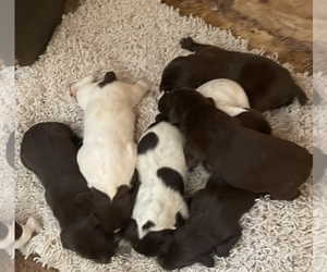 German Shorthaired Pointer Puppy for sale in CAMP BELL HALL, NY, USA