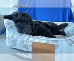 Small Photo #4 Cavapoo Puppy For Sale in GILBERTSVILLE, PA, USA