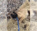 Small German Shepherd Dog Mix