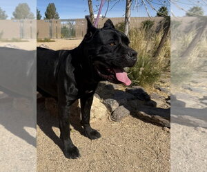 Mutt Dogs for adoption in Goodyear, AZ, USA