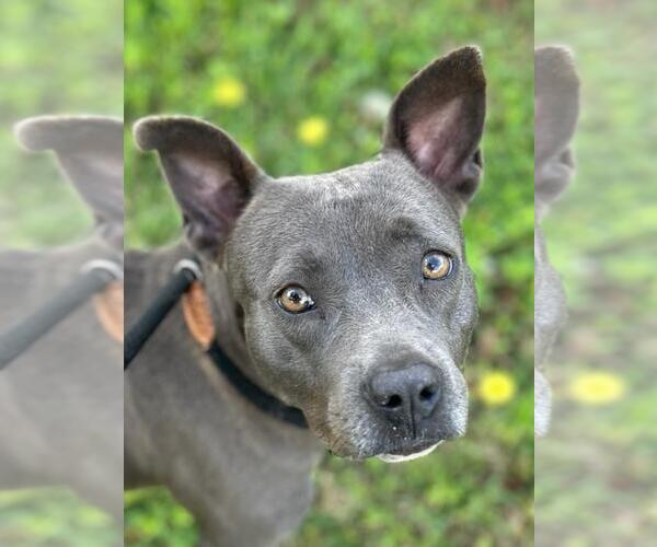 Medium Photo #2 American Pit Bull Terrier-Unknown Mix Puppy For Sale in Texas City, TX, USA