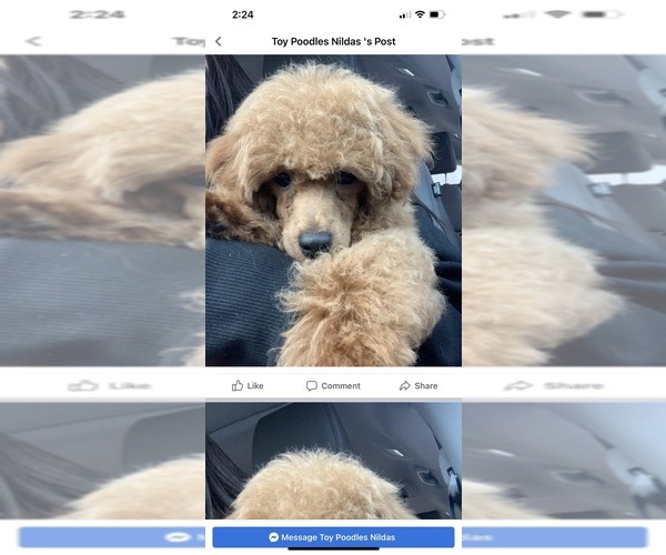 Medium Photo #10 Poodle (Toy) Puppy For Sale in KISSIMMEE, FL, USA