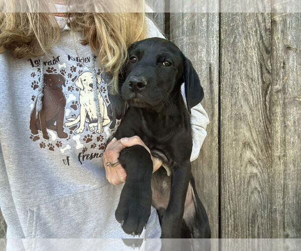 Medium Photo #1 Labrador Retriever Puppy For Sale in Clovis, CA, USA