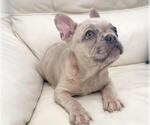 Small Photo #5 French Bulldog Puppy For Sale in ORLANDO, FL, USA