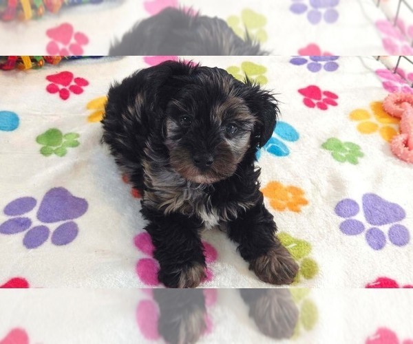 Medium Photo #8 Yorkipoo Puppy For Sale in ORO VALLEY, AZ, USA