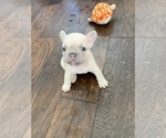 Small Photo #9 French Bulldog Puppy For Sale in PLANO, TX, USA