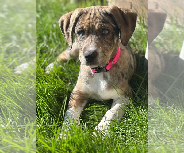 Medium Photo #1 Catahoula Leopard Dog-Labrador Retriever Mix Puppy For Sale in Clarkston, MI, USA