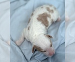 Small Photo #29 Cavapoo Puppy For Sale in PENSACOLA, FL, USA
