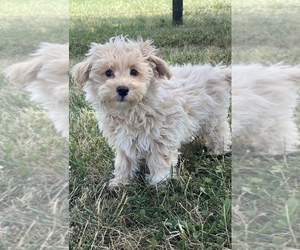 Maltipoo Puppy for sale in CANOGA, NY, USA