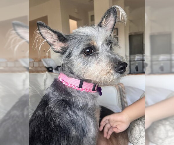 Medium Photo #3 Mutt Puppy For Sale in Corona, CA, USA