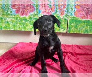 Labrador Retriever-Unknown Mix Dogs for adoption in McKinleyville, CA, USA
