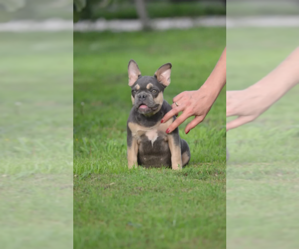 Medium Photo #3 French Bulldog Puppy For Sale in THONOTOSASSA, FL, USA