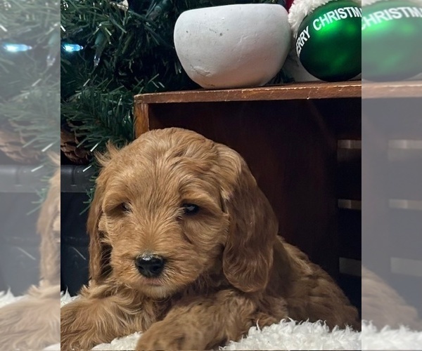 Medium Photo #5 Goldendoodle (Miniature) Puppy For Sale in HULL, IA, USA