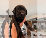Small #3 Golden Labrador