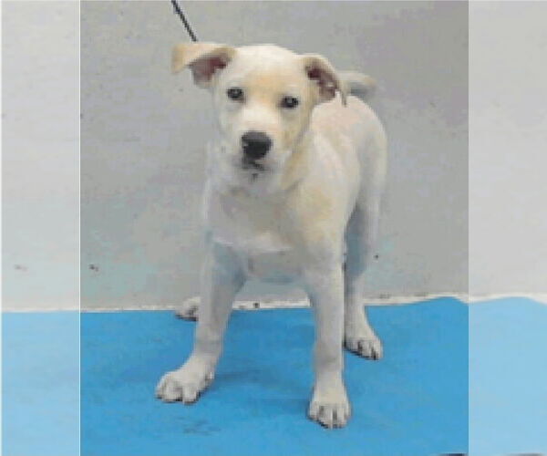 Medium Photo #2 Labrenees Puppy For Sale in Lakewood, CO, USA