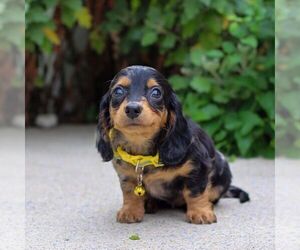 Dachshund Puppy for sale in ANNVILLE, PA, USA