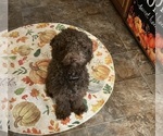 Small Photo #1 Goldendoodle (Miniature) Puppy For Sale in BATTLE CREEK, MI, USA