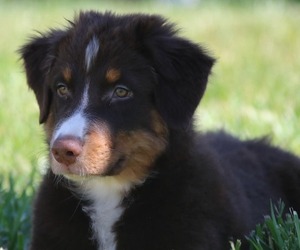 Australian Shepherd Puppy for sale in BRIGHTON, CO, USA