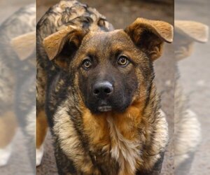 German Shepherd Dog-Unknown Mix Dogs for adoption in Thief River Falls, MN, USA