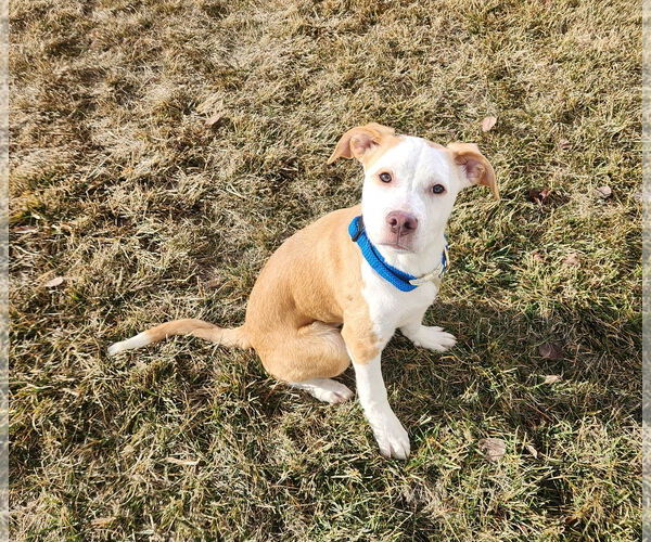 Medium Photo #13 American Pit Bull Terrier-Unknown Mix Puppy For Sale in Sandy, UT, USA