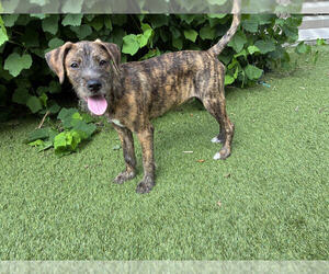 German Shepherd Dog-Unknown Mix Dogs for adoption in Lakewood, CO, USA