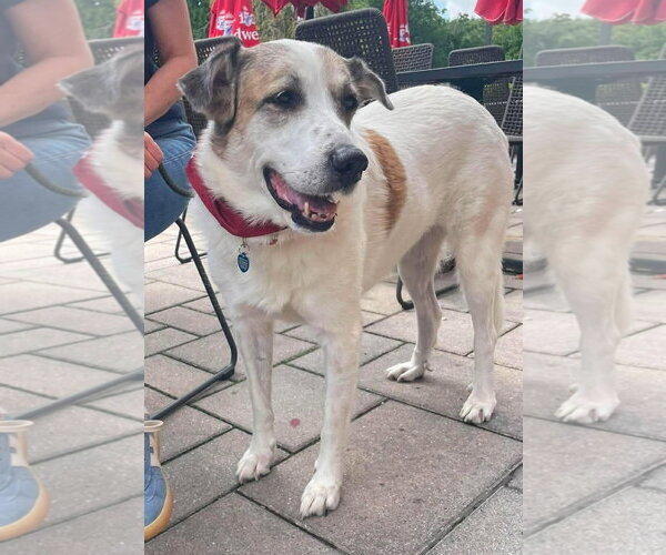 Medium Photo #5 Anatolian Pyrenees Puppy For Sale in Boonton, NJ, USA