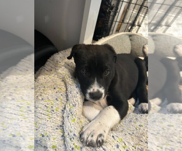 Medium Photo #1 Border Collie Puppy For Sale in Minneapolis, MN, USA